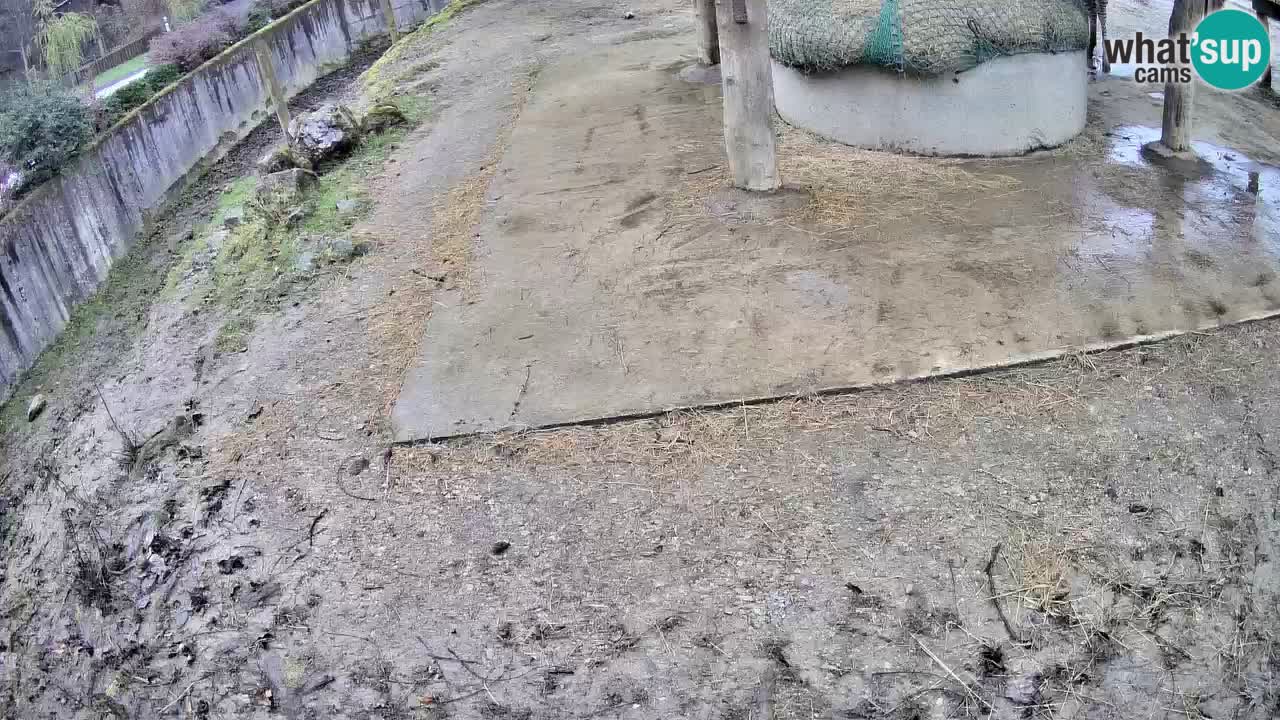 Live Webcam Zebras in Ljubljana ZOO – Slowenien