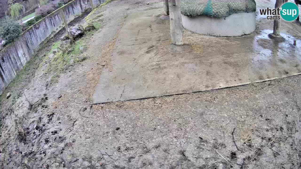 Live Webcam Zebras in Ljubljana ZOO – Slowenien