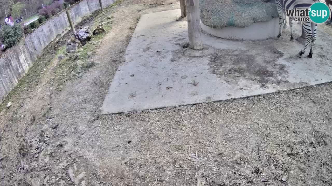 Live Webcam Zebras in Ljubljana ZOO – Slowenien
