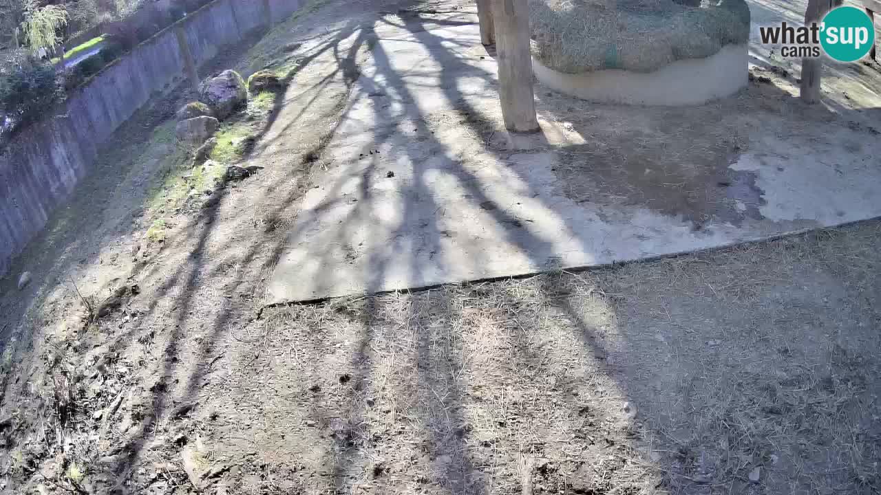 Le Zebre nello ZOO di Ljubljana – Slovenia Live webcam