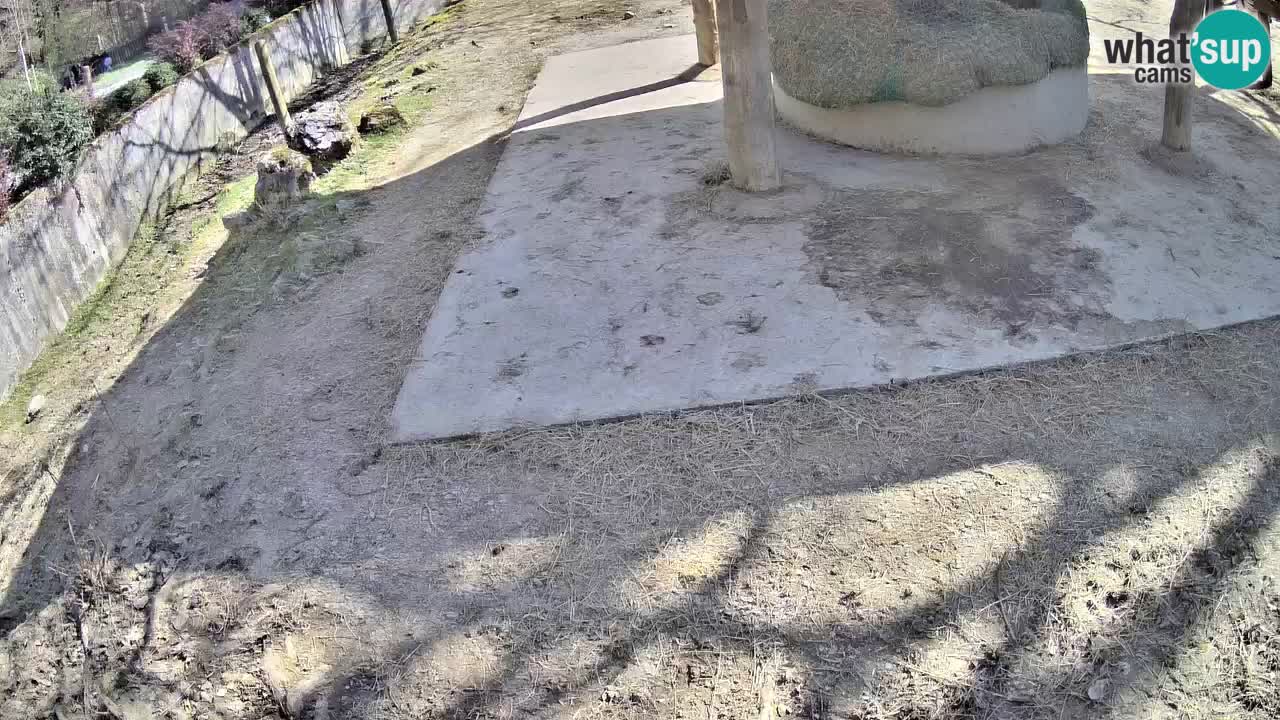 Live webcam Les zèbres in Ljubljana ZOO – Slovénie