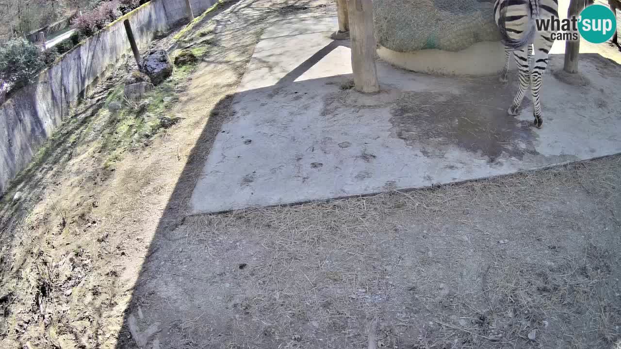 Live Webcam Zebras in Ljubljana ZOO – Slowenien