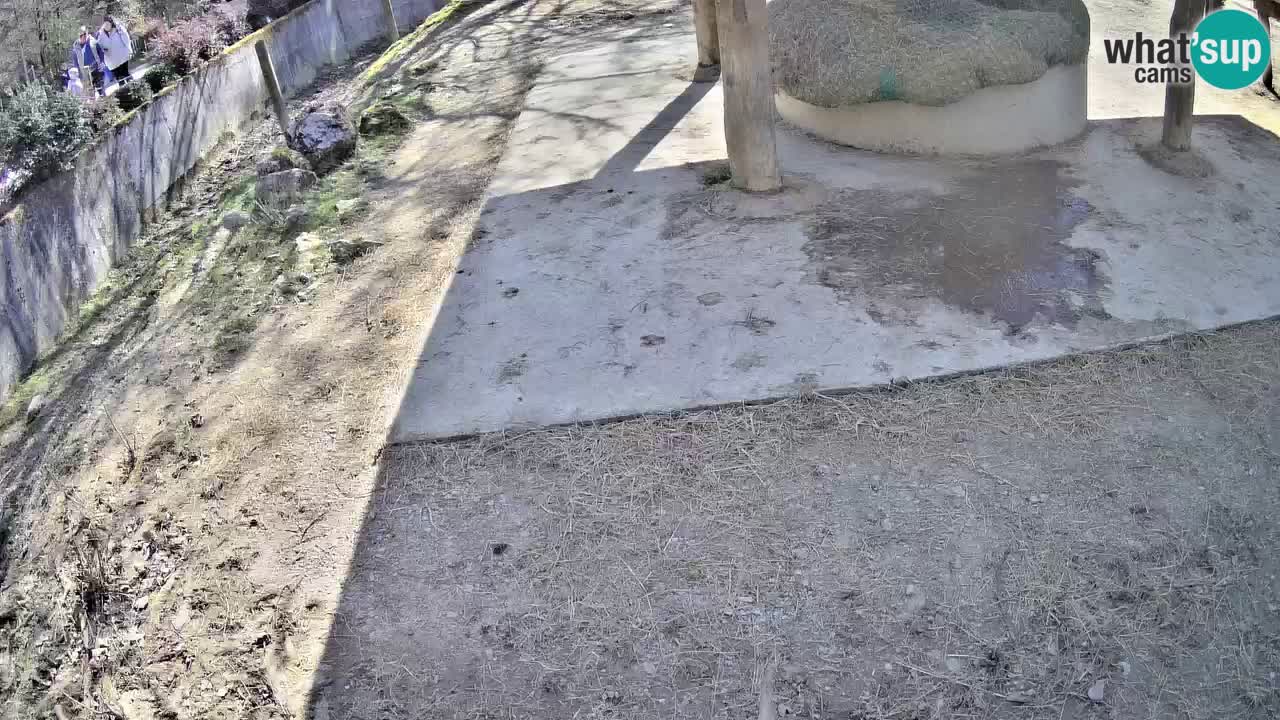 Live Webcam Zebras in Ljubljana ZOO – Slowenien