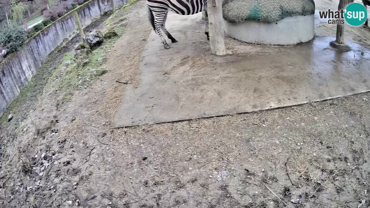 Camera en vivo Cebras in Ljubljana ZOO – Eslovenia