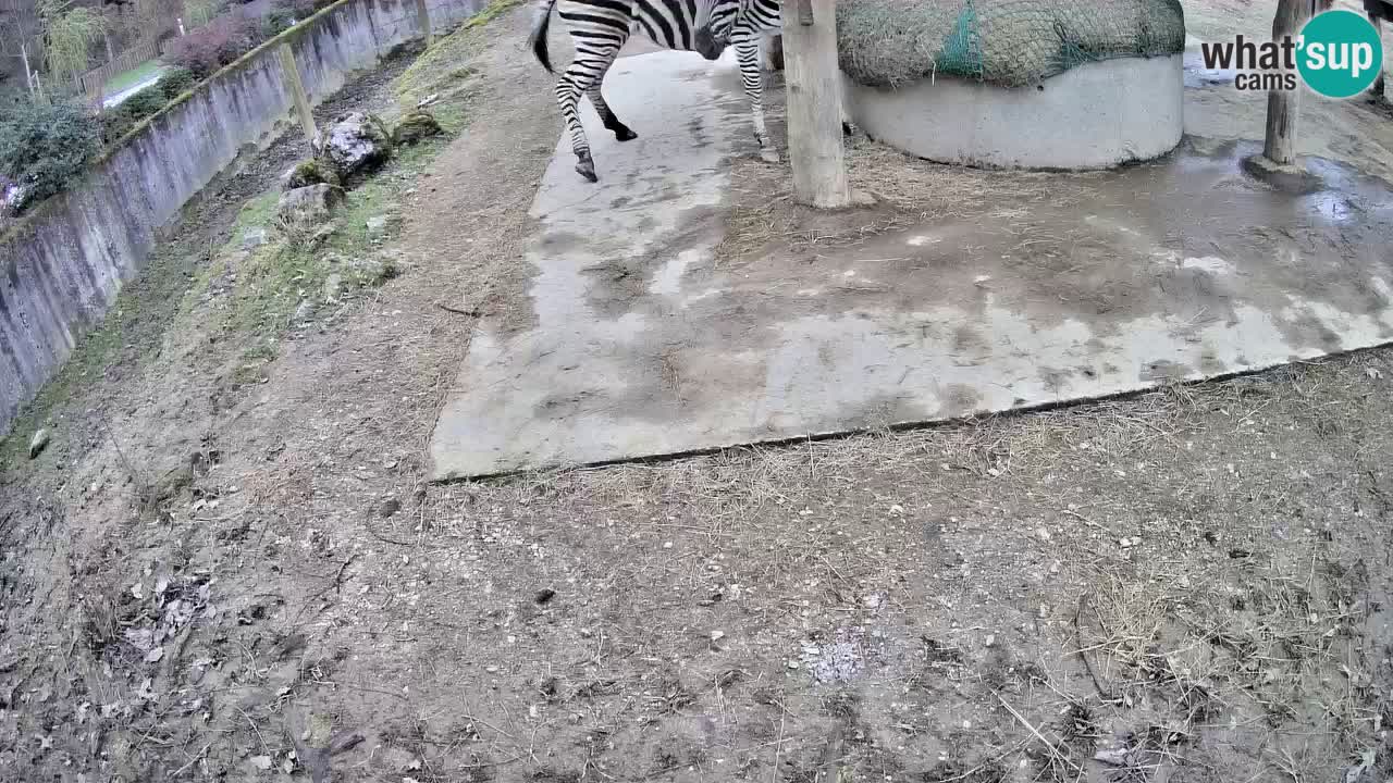 Live webcam Zebras in Ljubljana ZOO – Slovenia