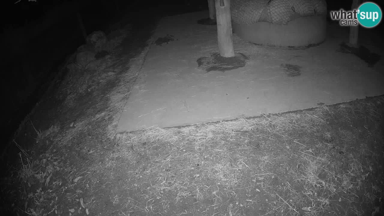 Live webcam Zebras in Ljubljana ZOO – Slovenia