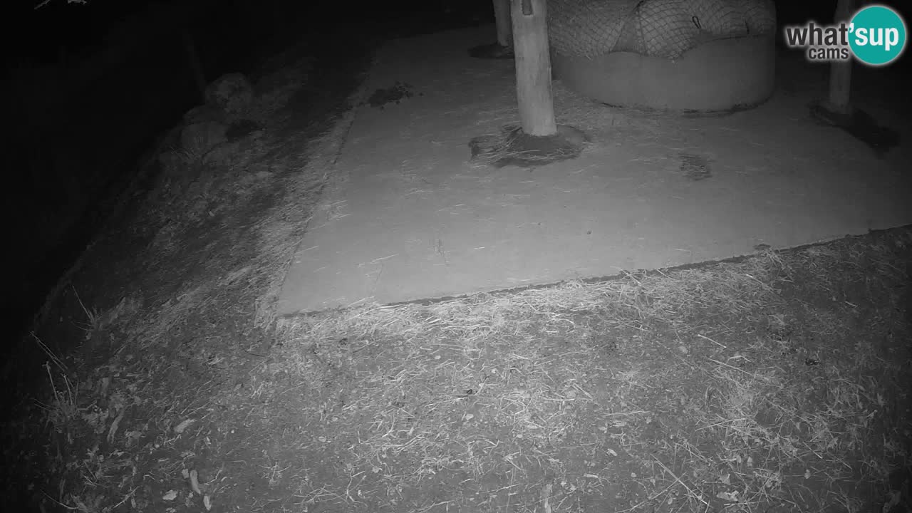 Live webcam Zebras in Ljubljana ZOO – Slovenia