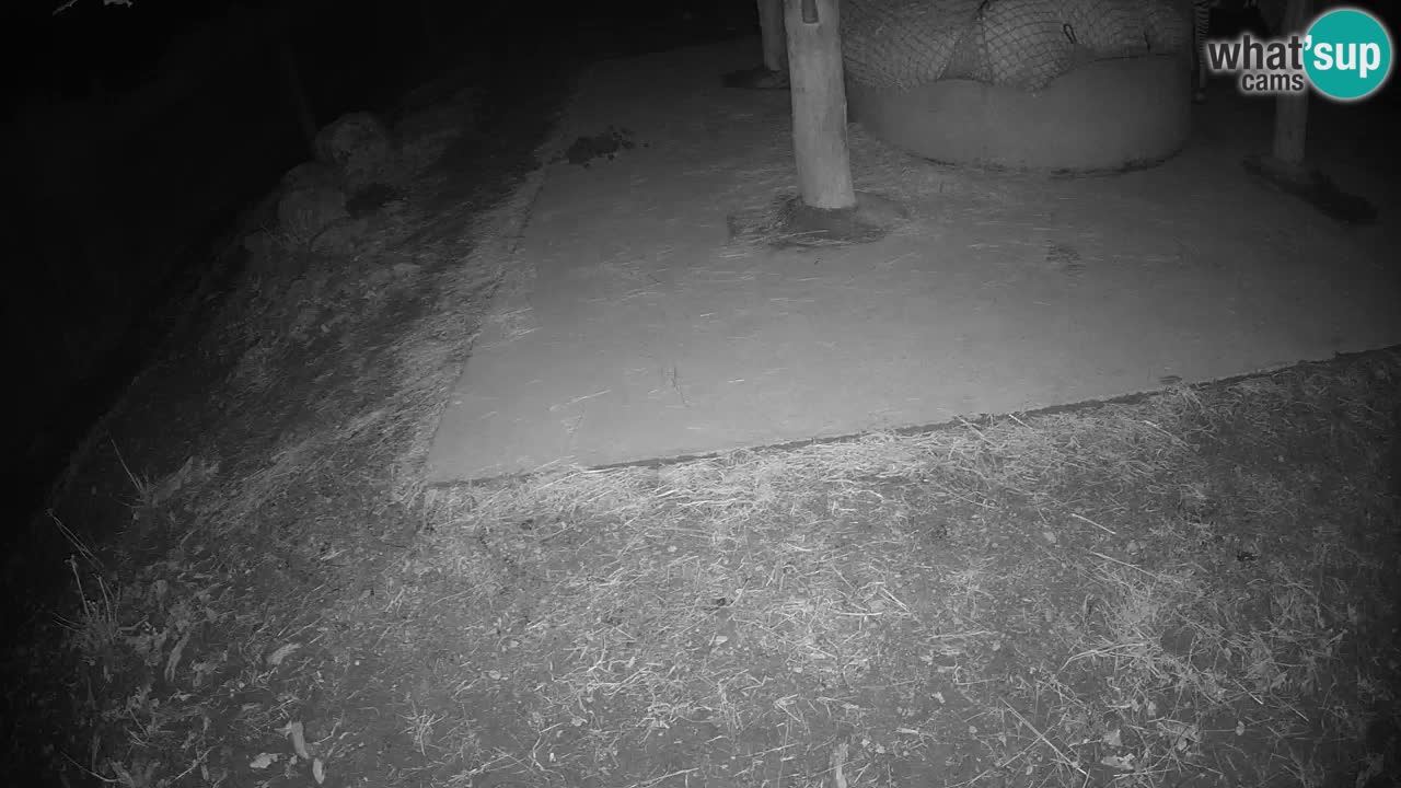 Web kamera uživo Zebras u ZOO Ljubljana – Slovenija