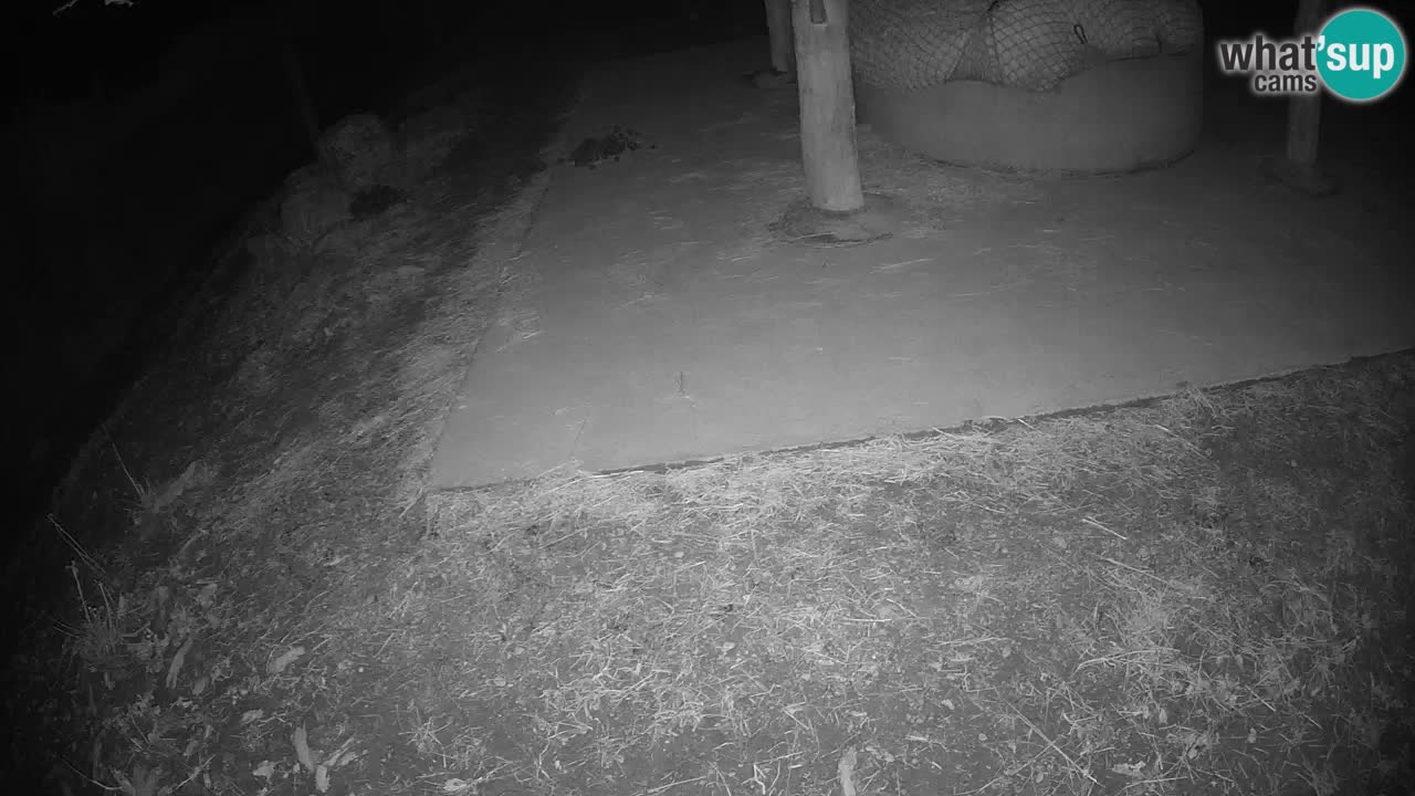 Zebre v živo v živalskem vrtu Ljubljana ZOO spletne kamere