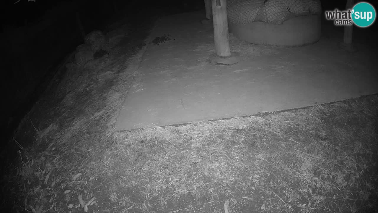 Camera en vivo Cebras in Ljubljana ZOO – Eslovenia