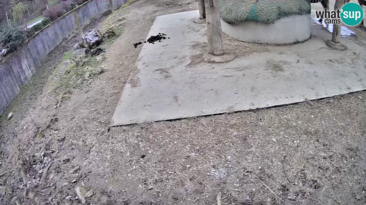 Zebre v živo v živalskem vrtu Ljubljana ZOO spletne kamere