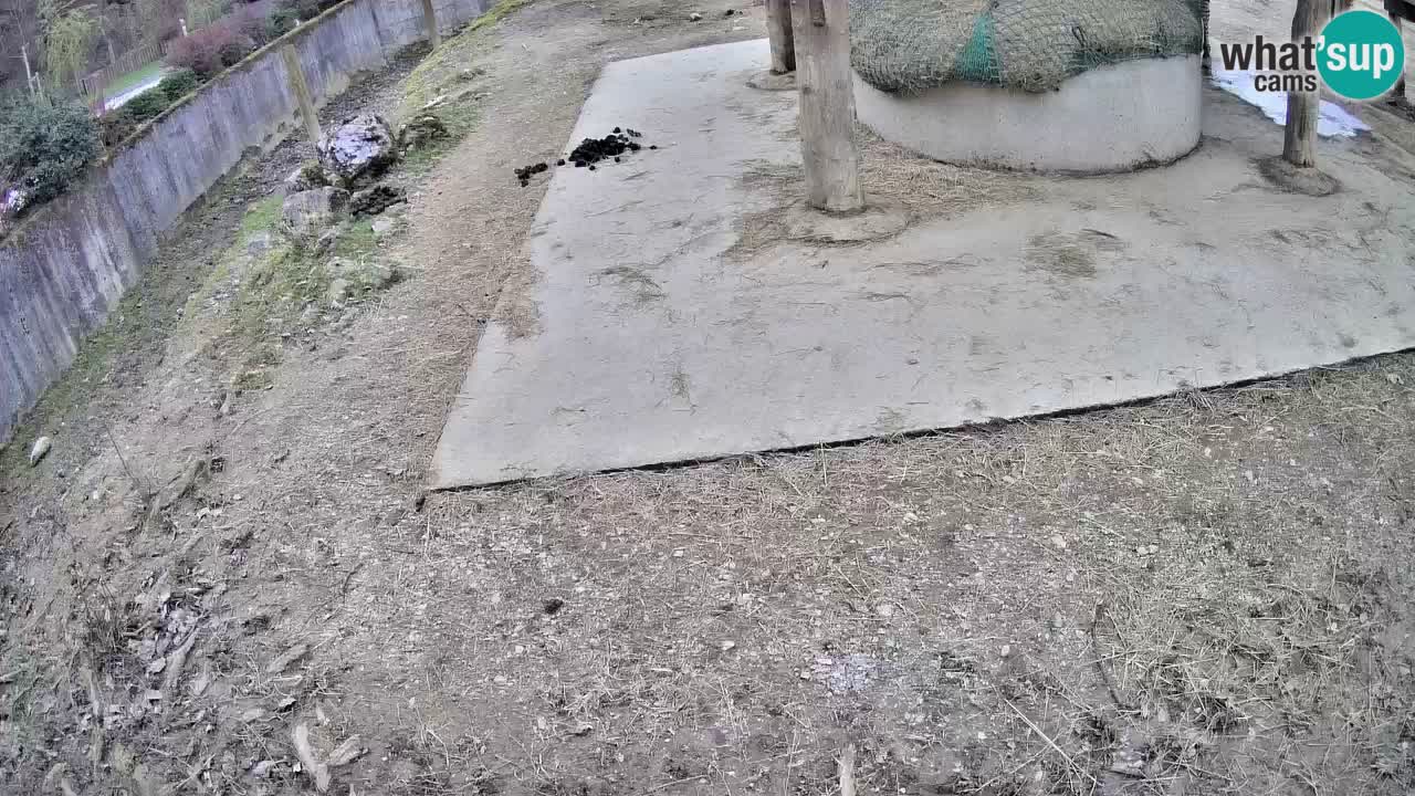 Live webcam Zebras in Ljubljana ZOO – Slovenia