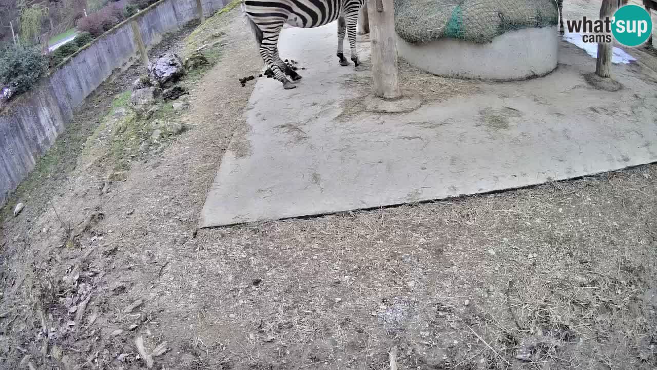 Le Zebre nello ZOO di Ljubljana – Slovenia Live webcam