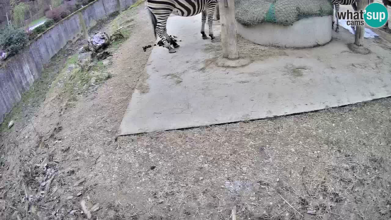Le Zebre nello ZOO di Ljubljana – Slovenia Live webcam