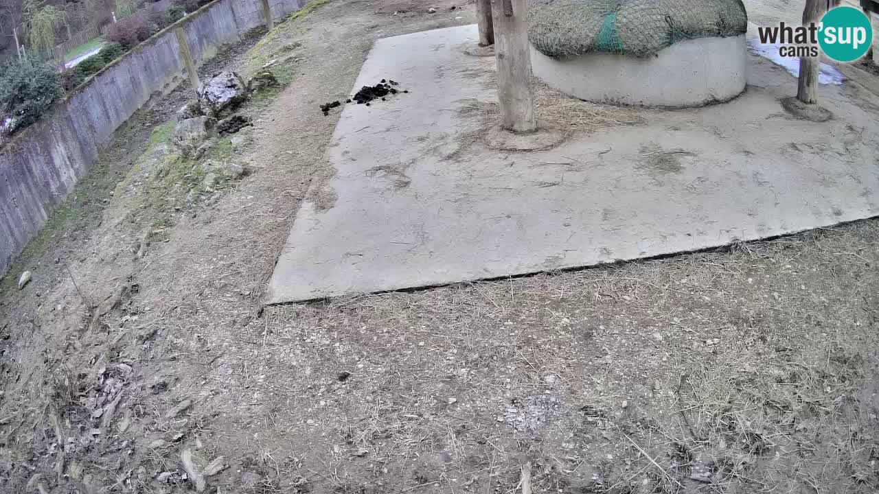 Live webcam Zebras in Ljubljana ZOO – Slovenia