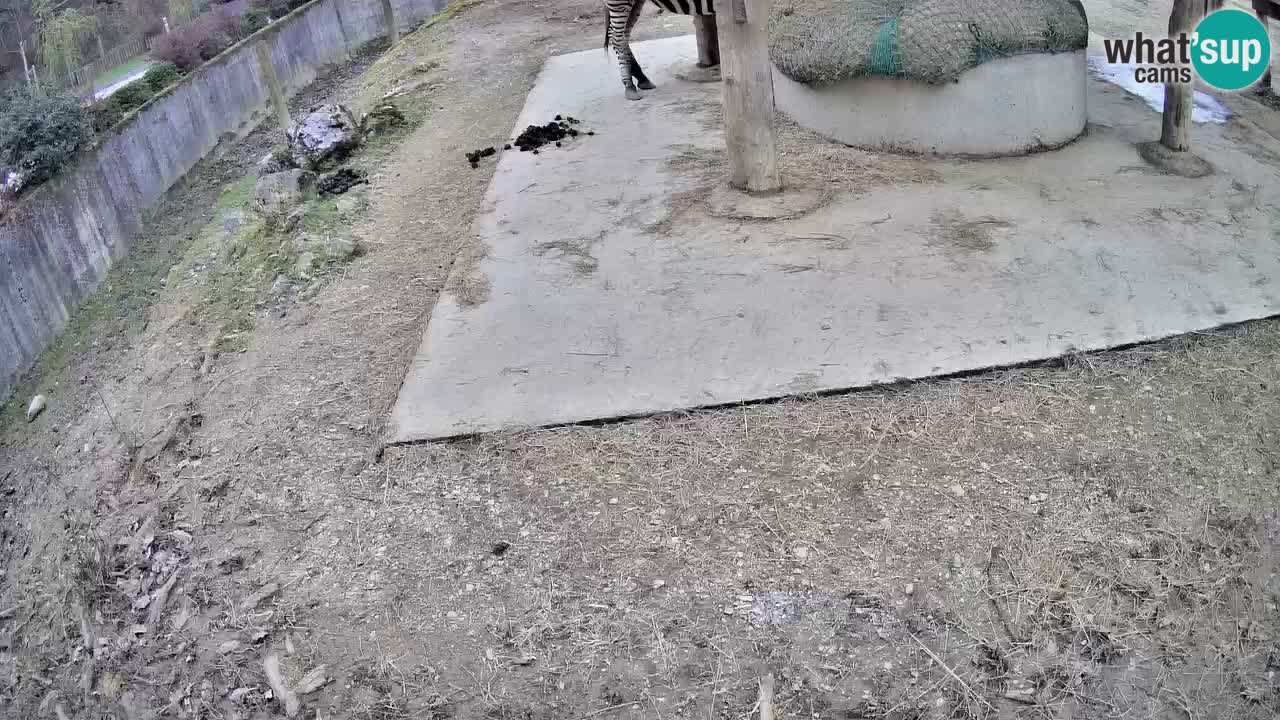 Le Zebre nello ZOO di Ljubljana – Slovenia Live webcam