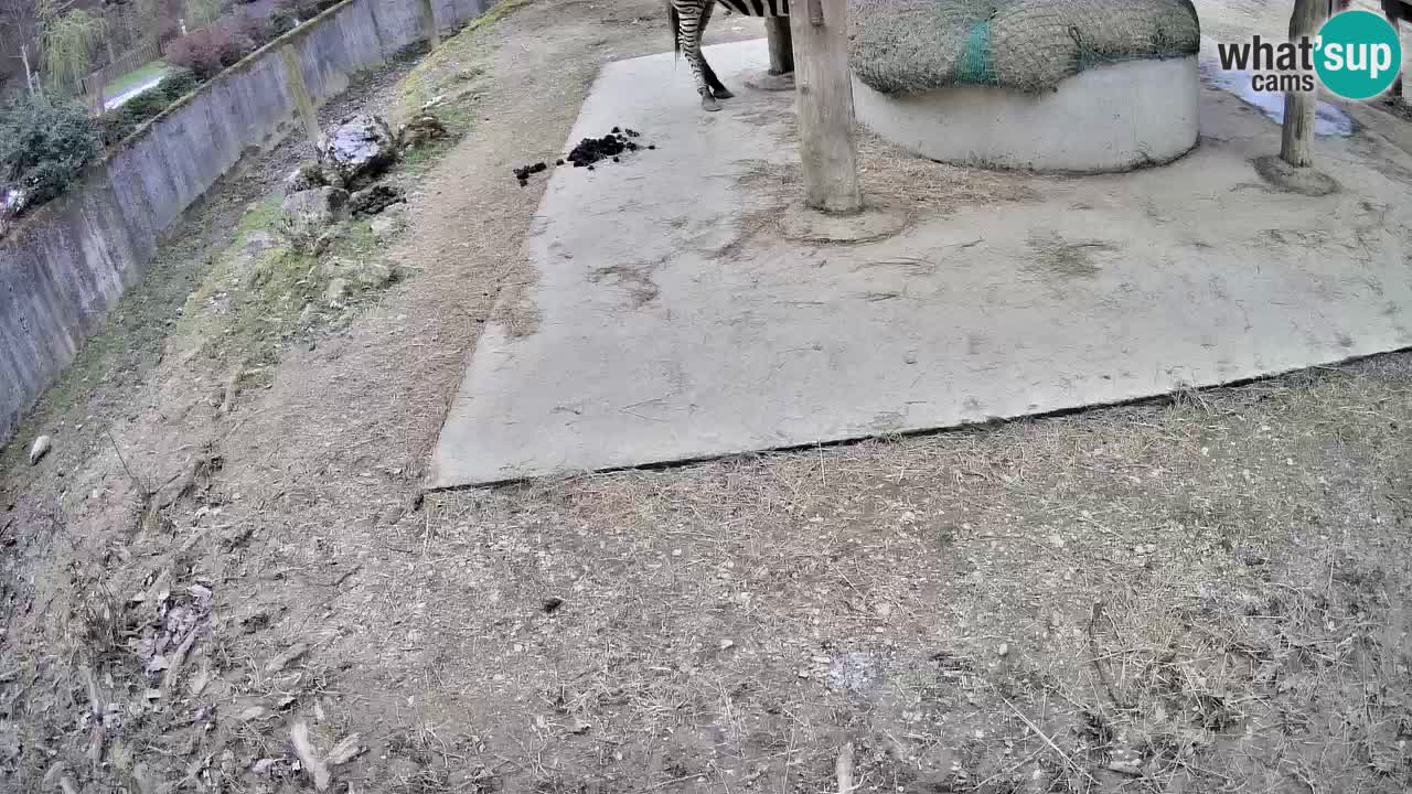 Le Zebre nello ZOO di Ljubljana – Slovenia Live webcam