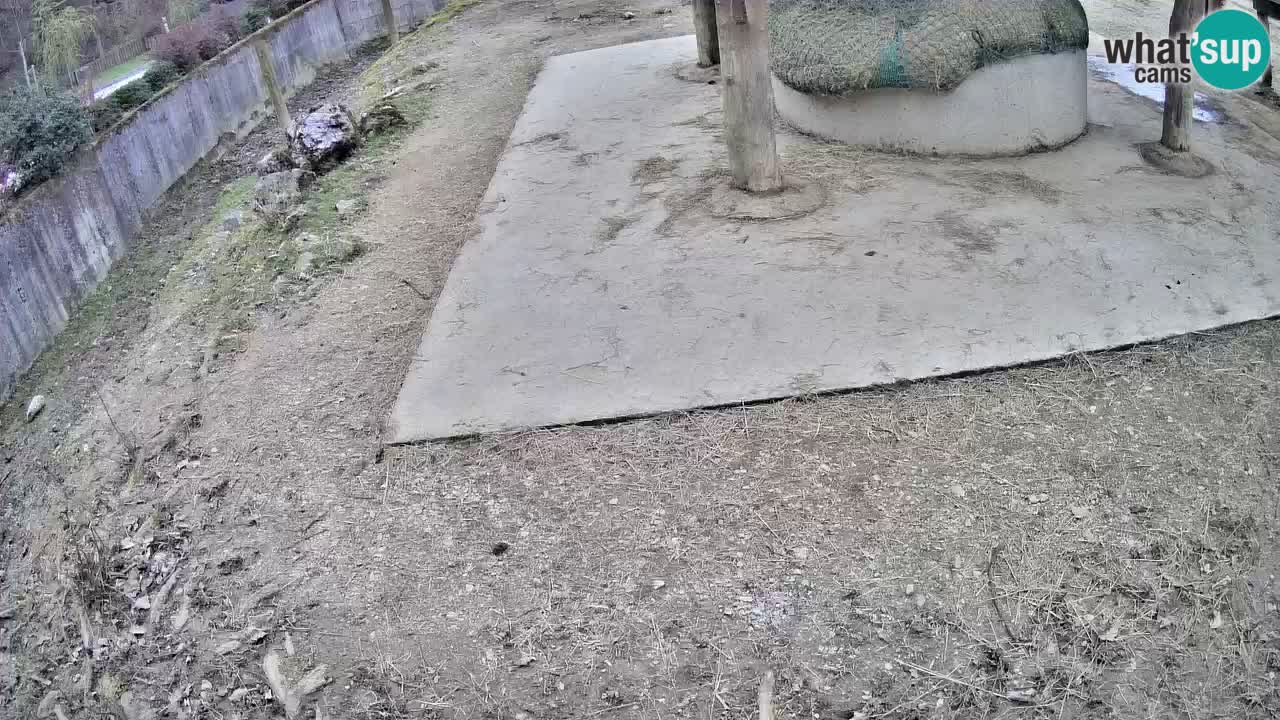 Live webcam Les zèbres in Ljubljana ZOO – Slovénie