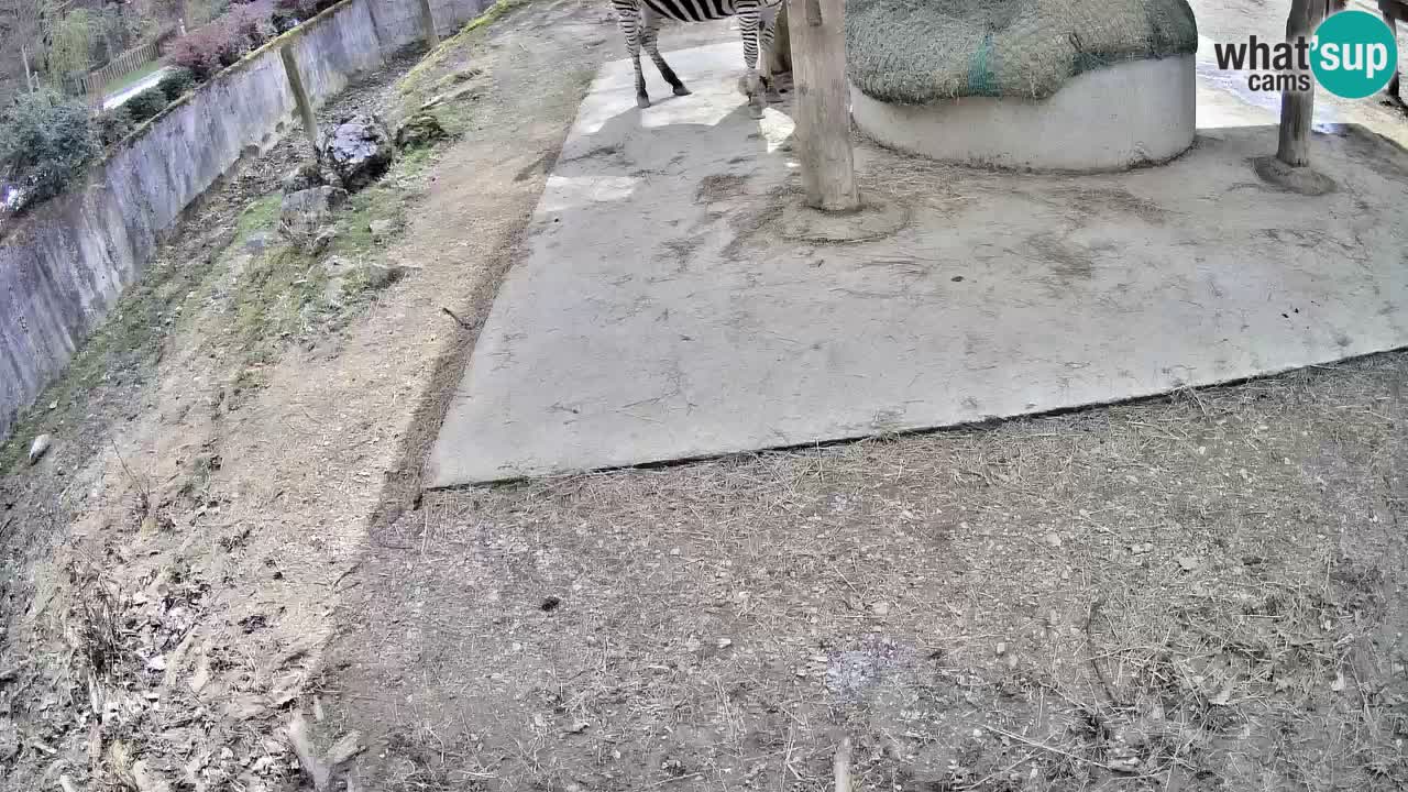 Web kamera uživo Zebras u ZOO Ljubljana – Slovenija