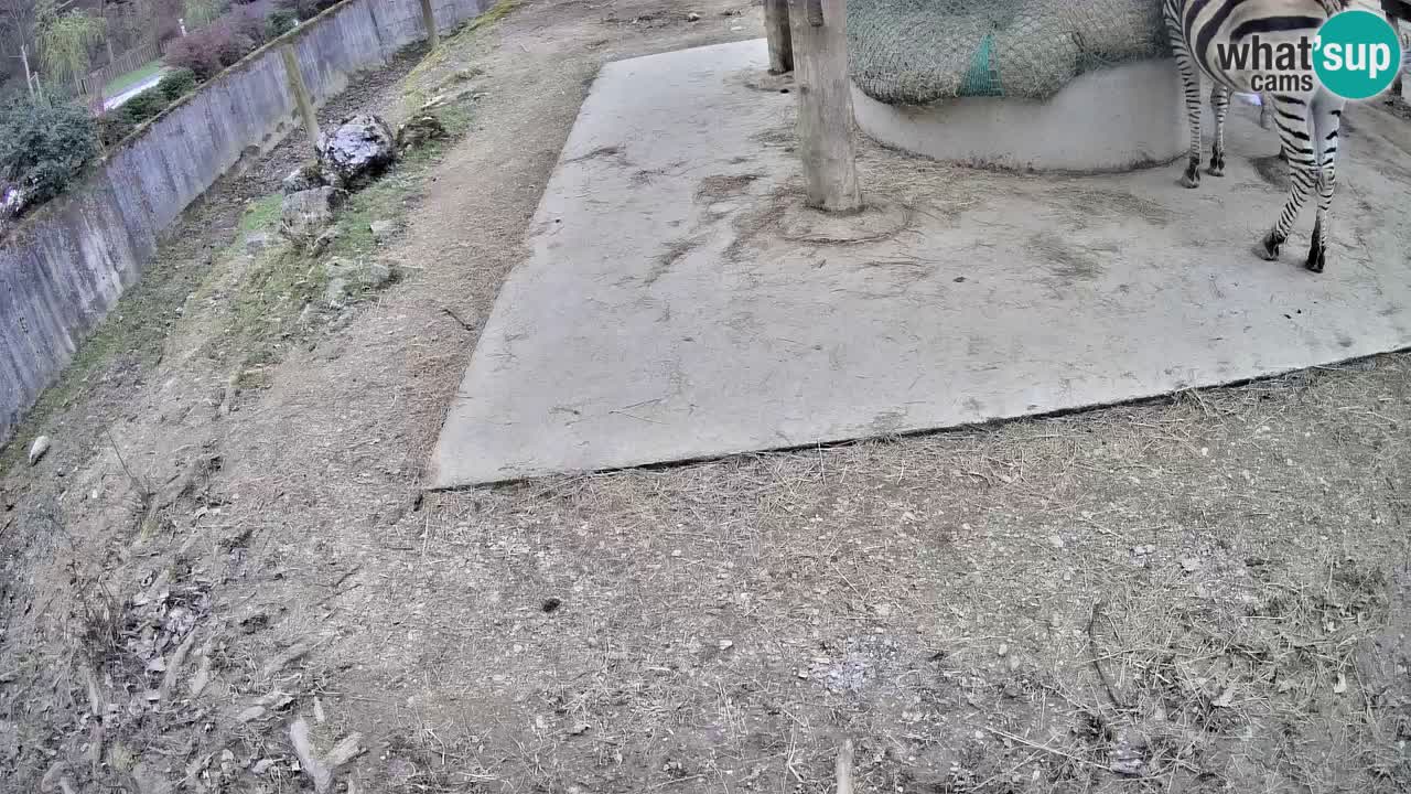 Live webcam Les zèbres in Ljubljana ZOO – Slovénie