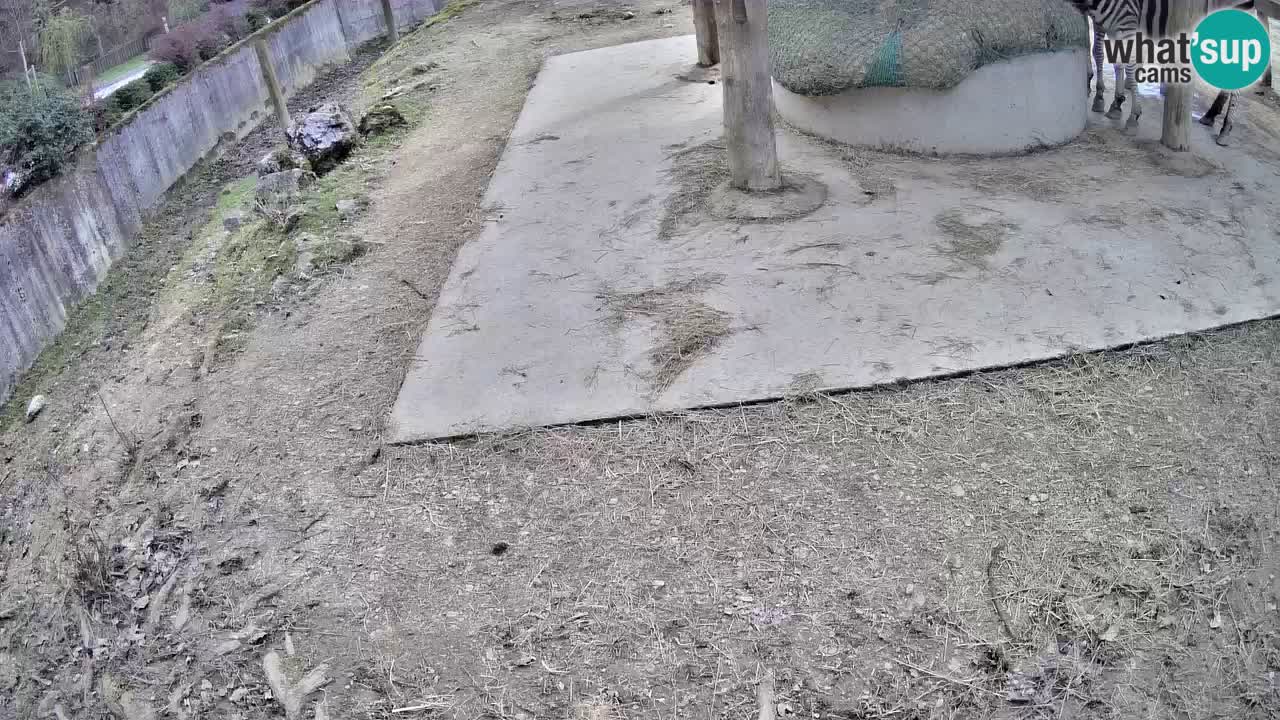 Le Zebre nello ZOO di Ljubljana – Slovenia Live webcam