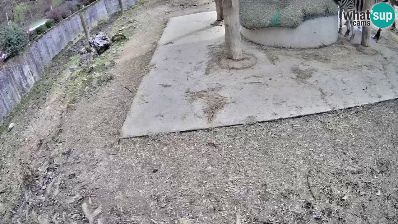 Le Zebre nello ZOO di Ljubljana – Slovenia Live webcam