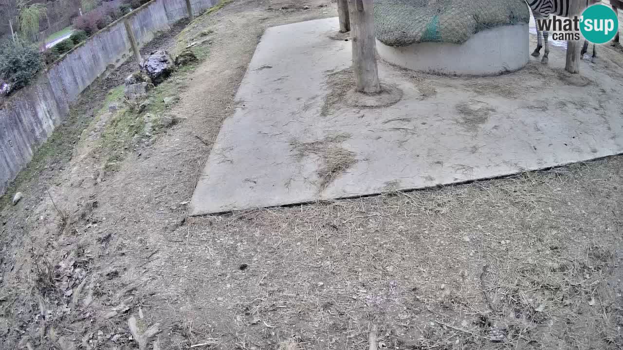 Live webcam Les zèbres in Ljubljana ZOO – Slovénie