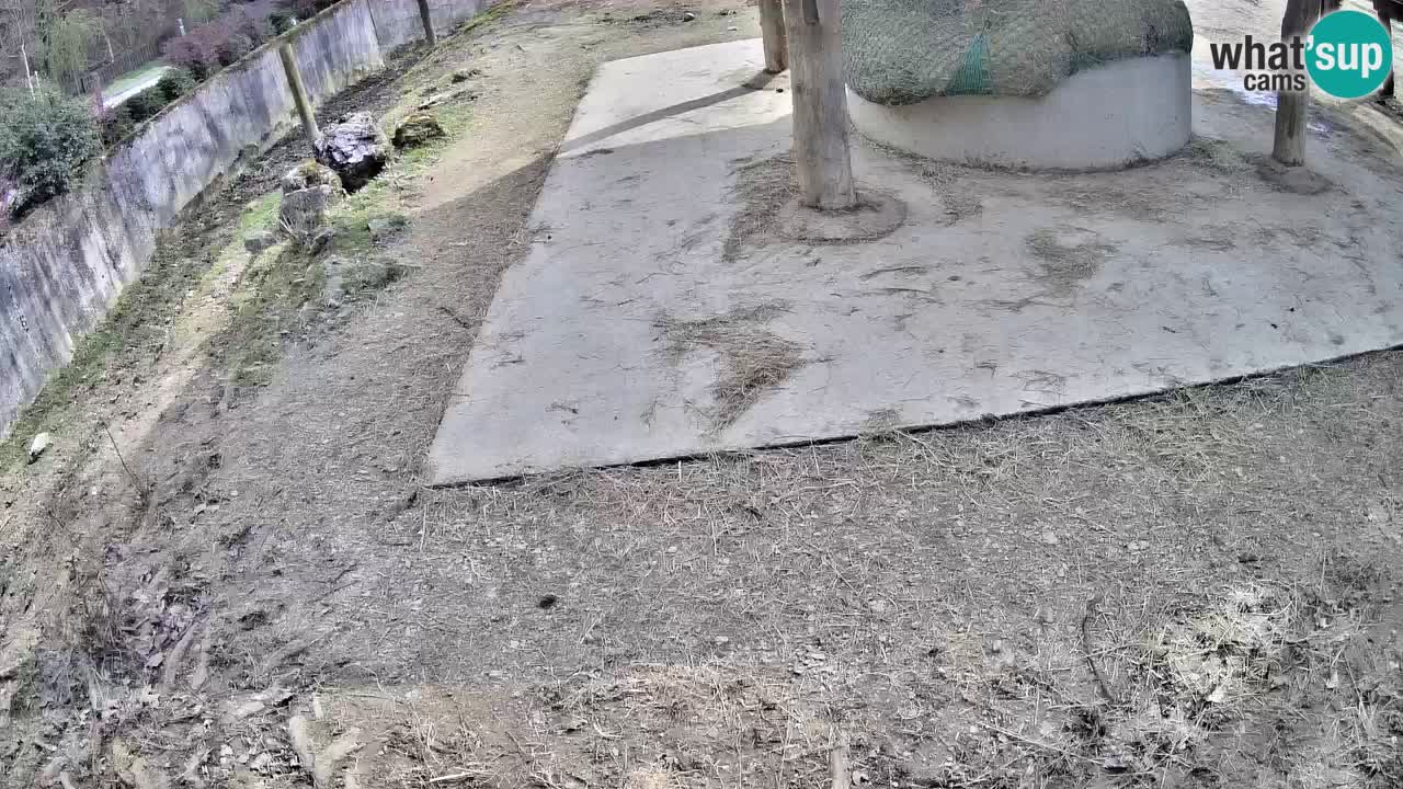 Live webcam Les zèbres in Ljubljana ZOO – Slovénie