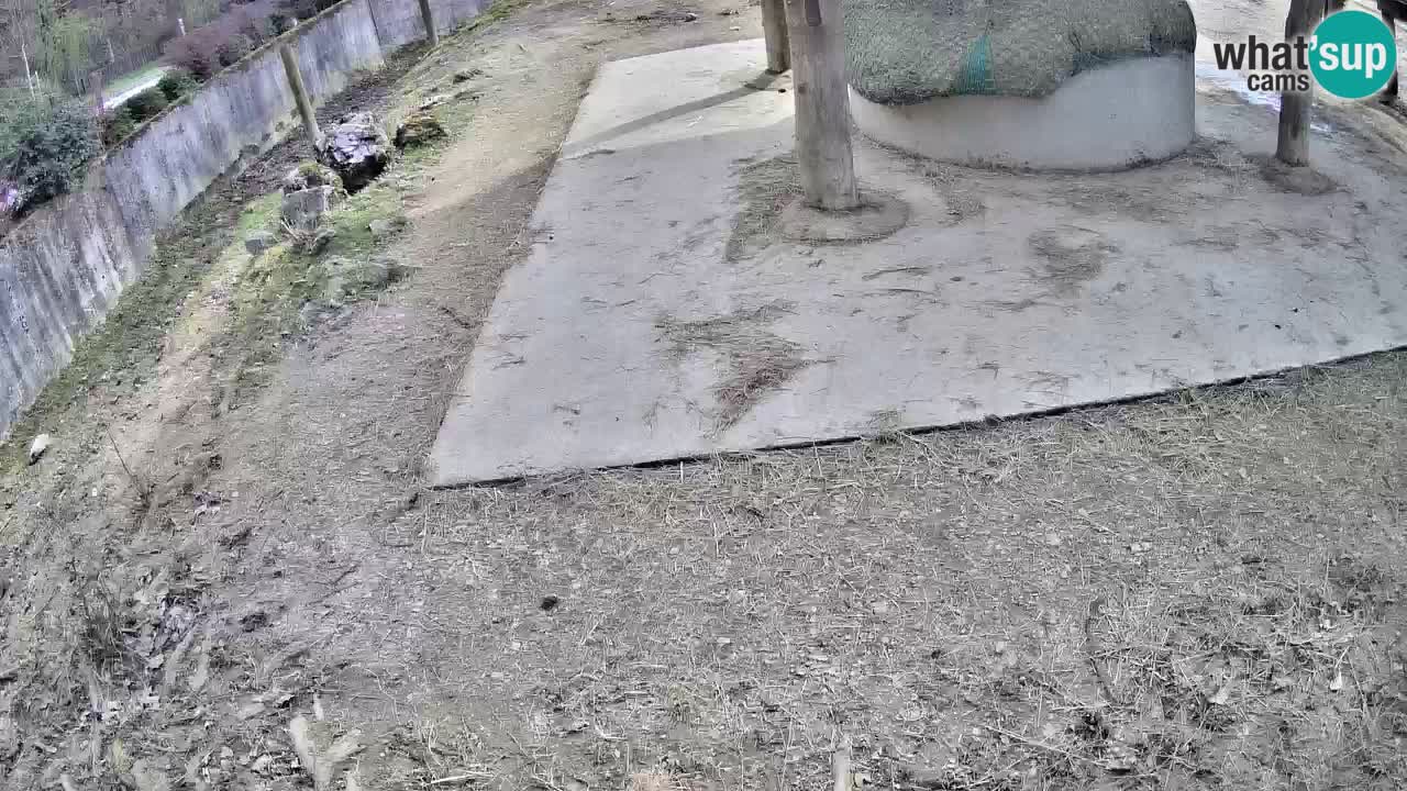 Live Webcam Zebras in Ljubljana ZOO – Slowenien