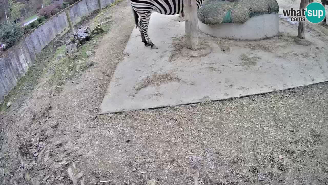 Camera en vivo Cebras in Ljubljana ZOO – Eslovenia