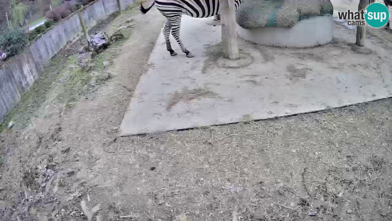 Web kamera uživo Zebras u ZOO Ljubljana – Slovenija