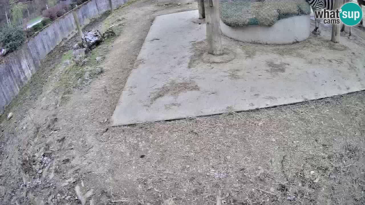 Live webcam Zebras in Ljubljana ZOO – Slovenia