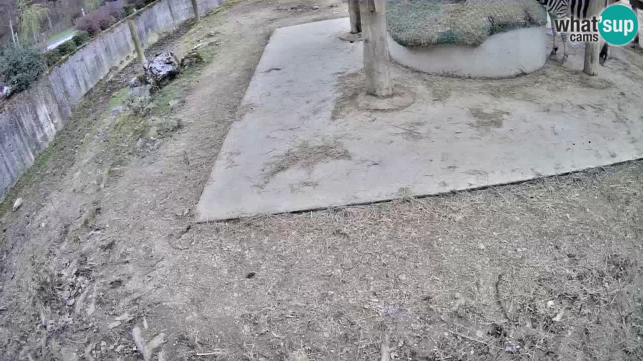 Camera en vivo Cebras in Ljubljana ZOO – Eslovenia