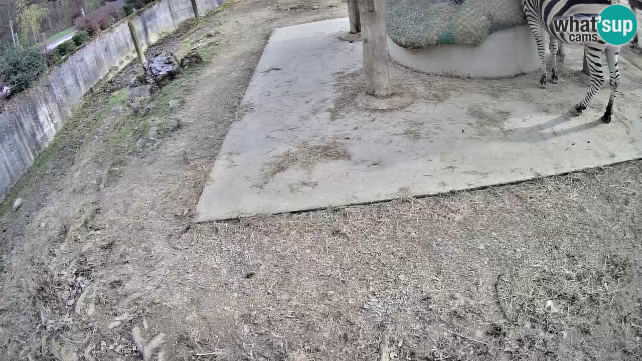 Live webcam Les zèbres in Ljubljana ZOO – Slovénie