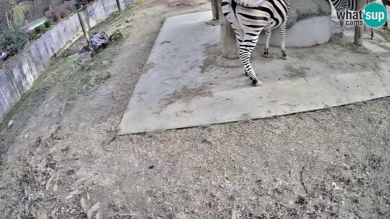 Live webcam Les zèbres in Ljubljana ZOO – Slovénie