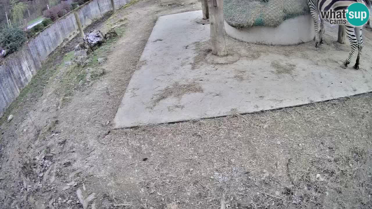 Zebre v živo v živalskem vrtu Ljubljana ZOO spletne kamere