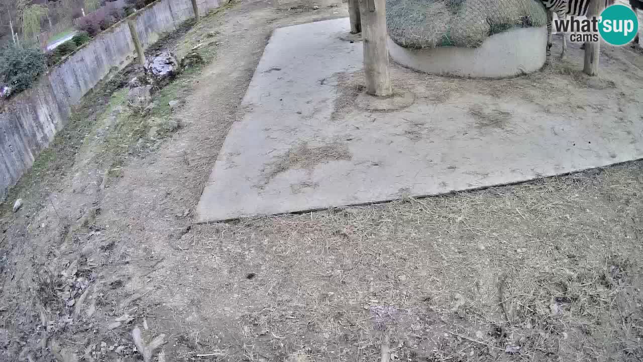 Live webcam Zebras in Ljubljana ZOO – Slovenia