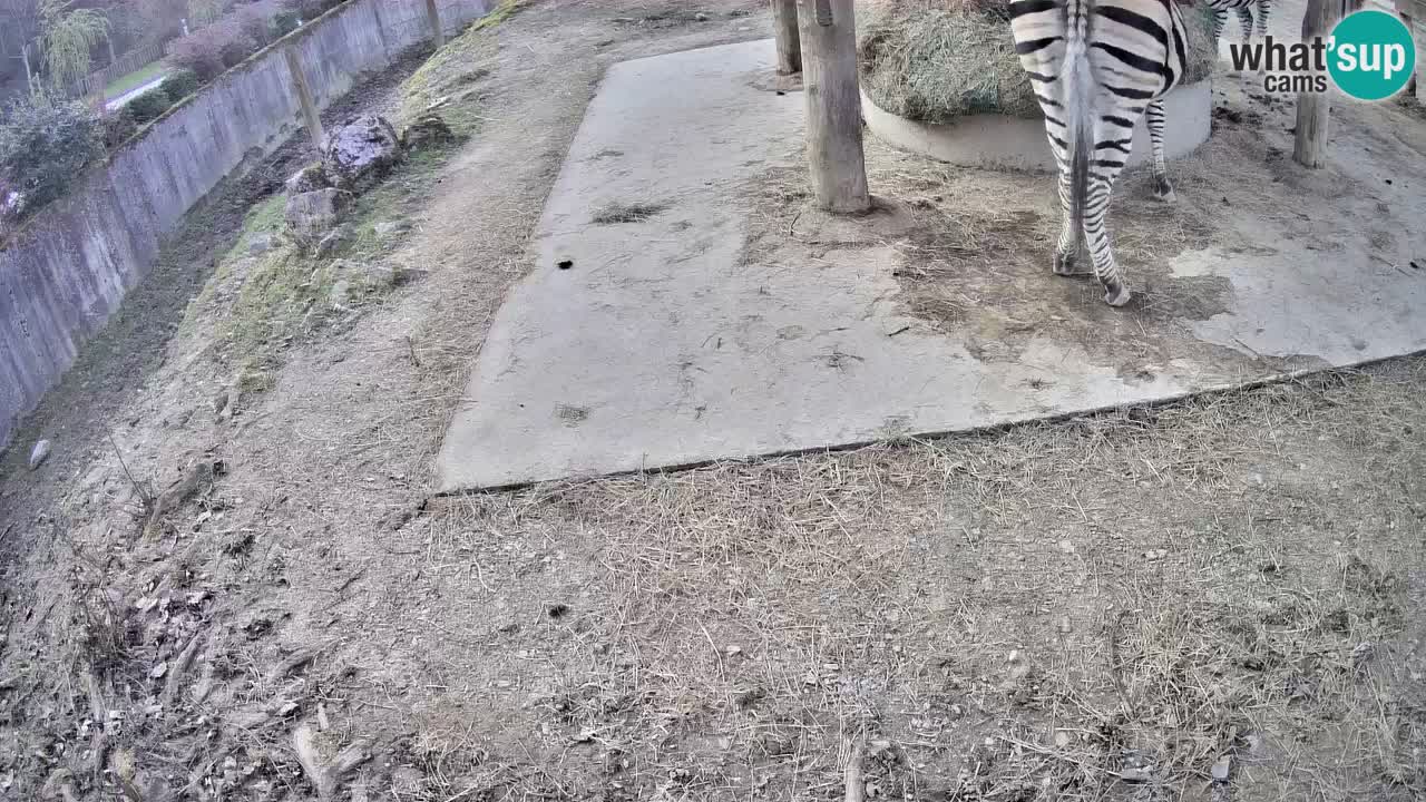 Live webcam Zebras in Ljubljana ZOO – Slovenia