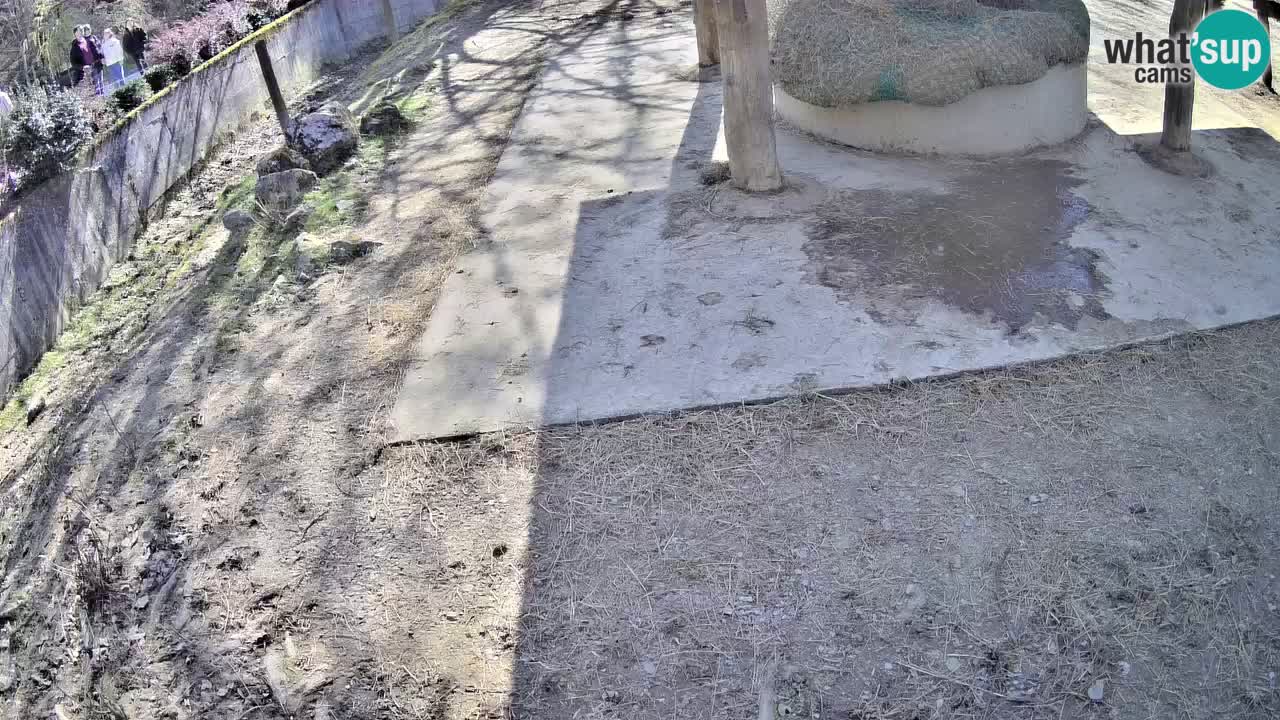 Zebre v živo v živalskem vrtu Ljubljana ZOO spletne kamere