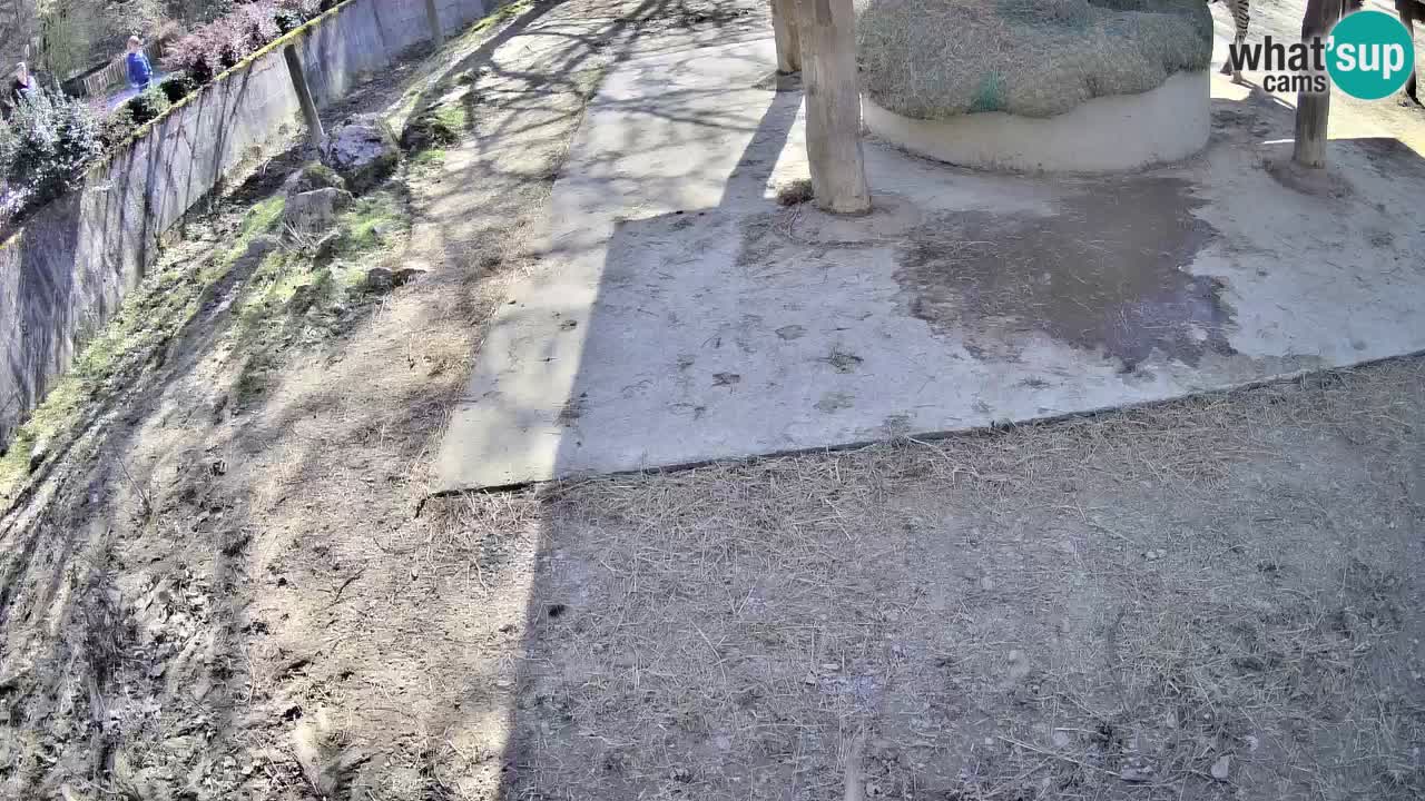 Live Webcam Zebras in Ljubljana ZOO – Slowenien