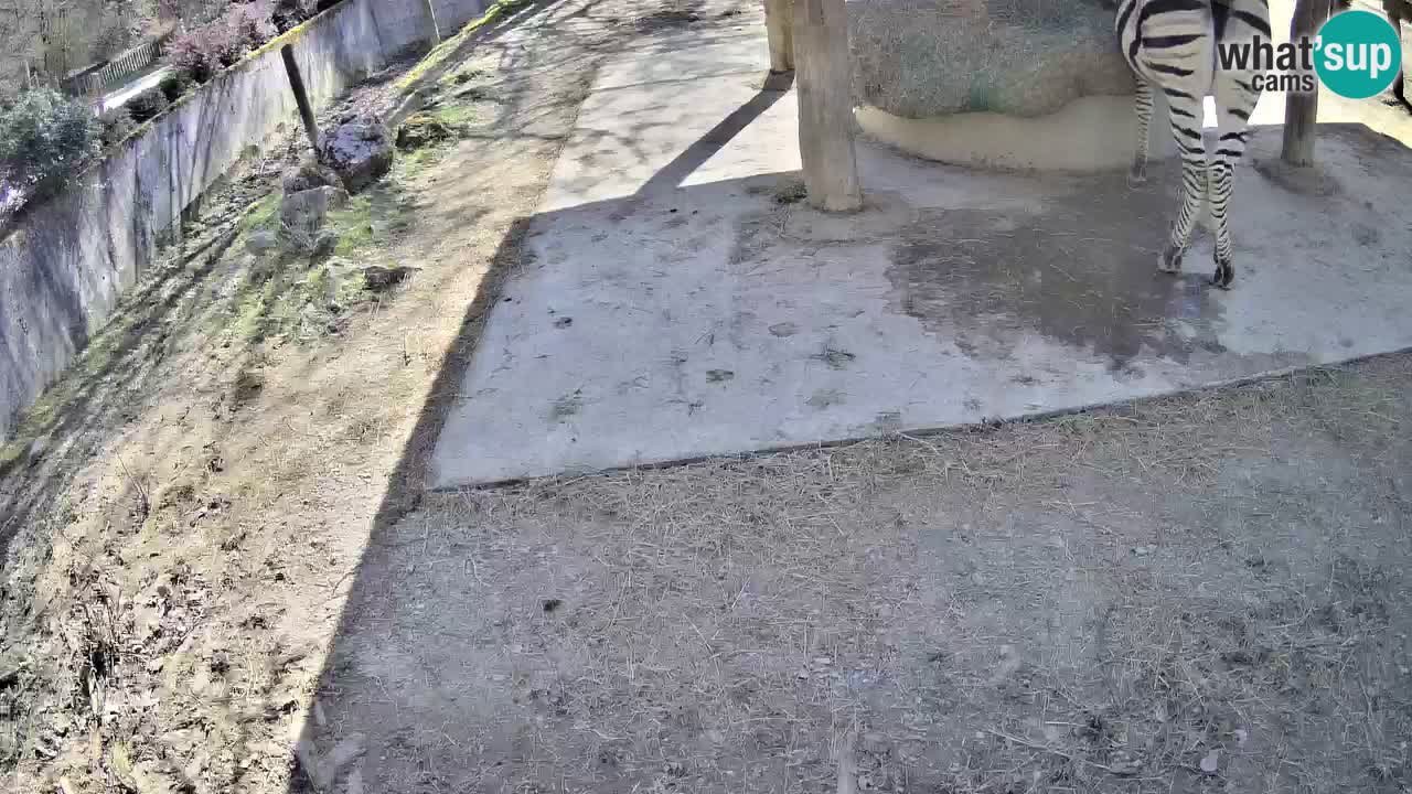 Le Zebre nello ZOO di Ljubljana – Slovenia Live webcam