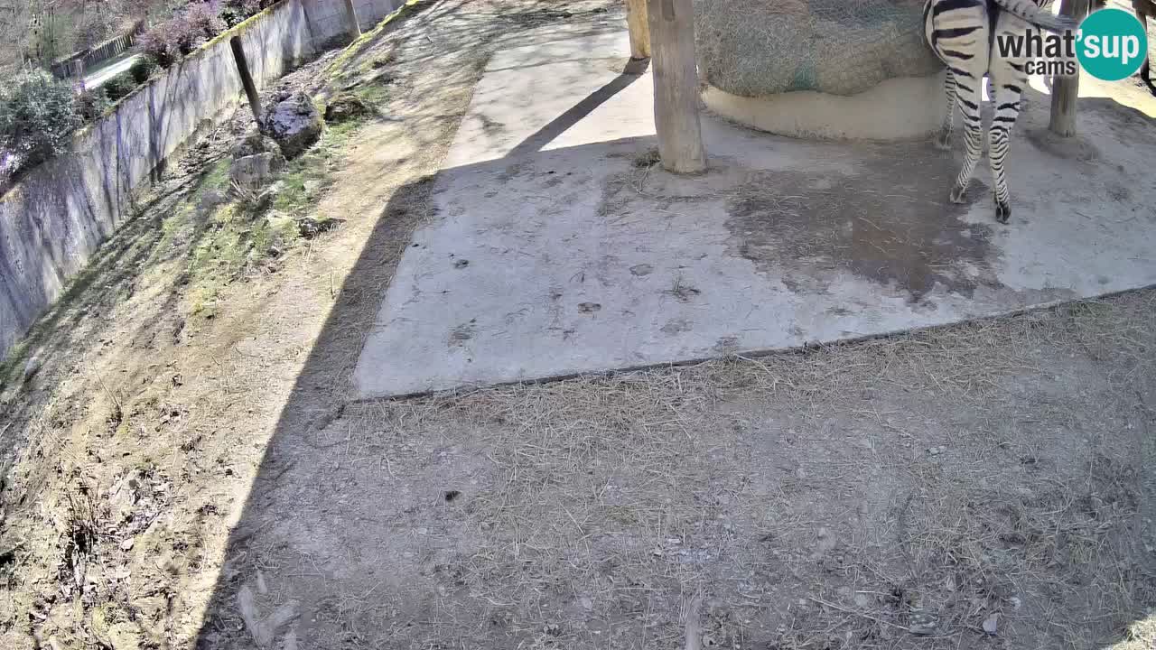 Live Webcam Zebras in Ljubljana ZOO – Slowenien
