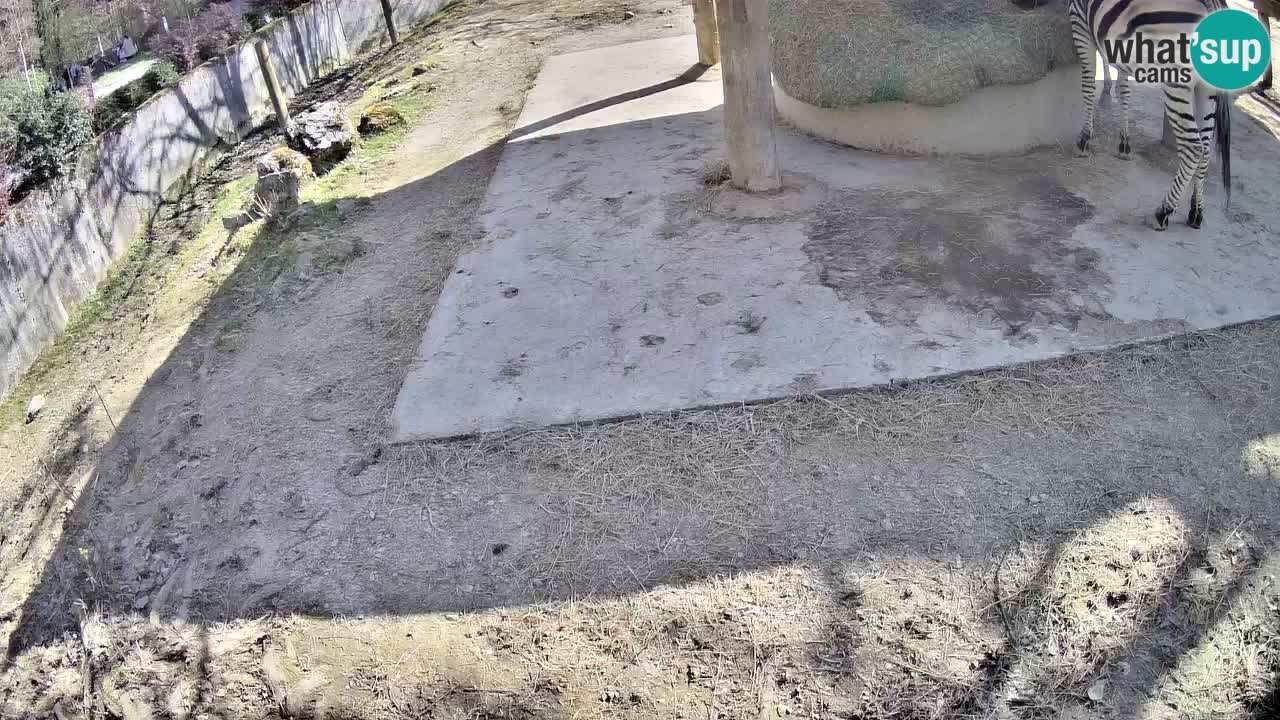 Live webcam Les zèbres in Ljubljana ZOO – Slovénie