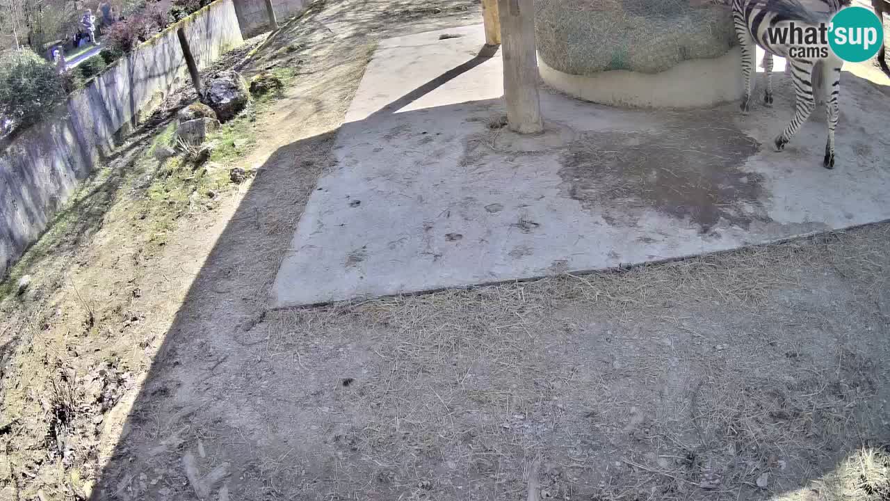 Live webcam Zebras in Ljubljana ZOO – Slovenia