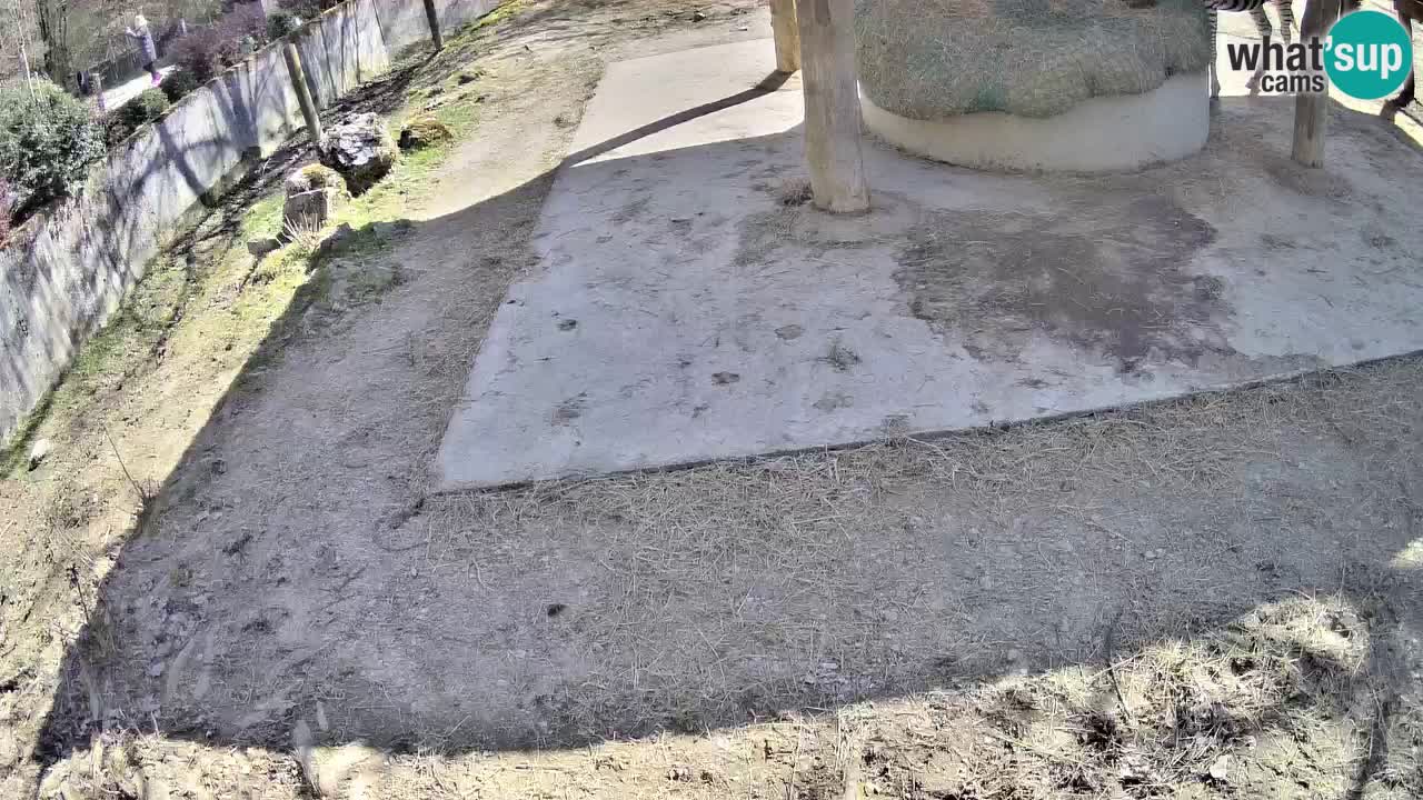 Live Webcam Zebras in Ljubljana ZOO – Slowenien