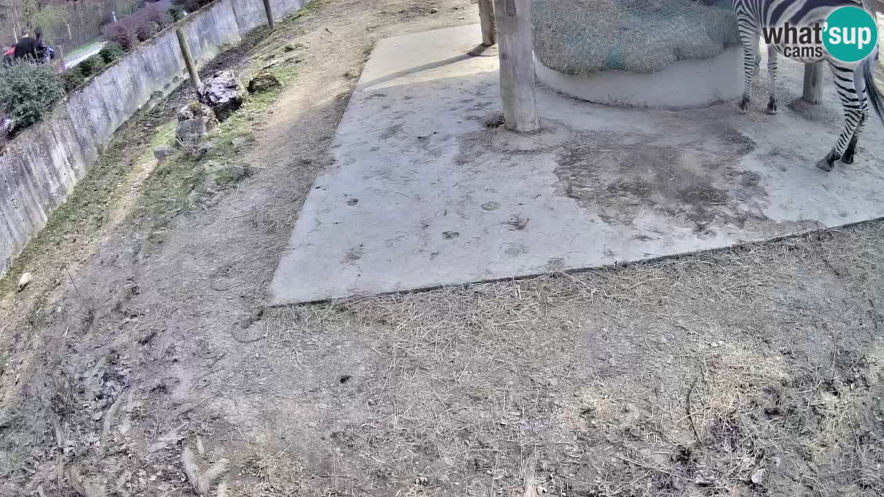 Zebre v živo v živalskem vrtu Ljubljana ZOO spletne kamere