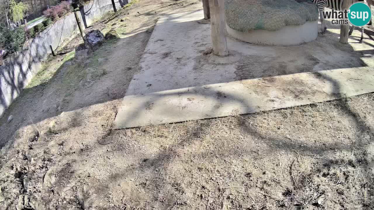 Live webcam Les zèbres in Ljubljana ZOO – Slovénie