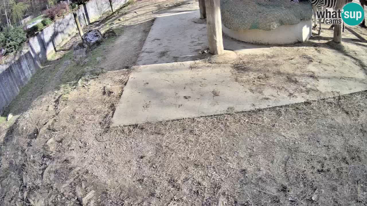 Live webcam Les zèbres in Ljubljana ZOO – Slovénie