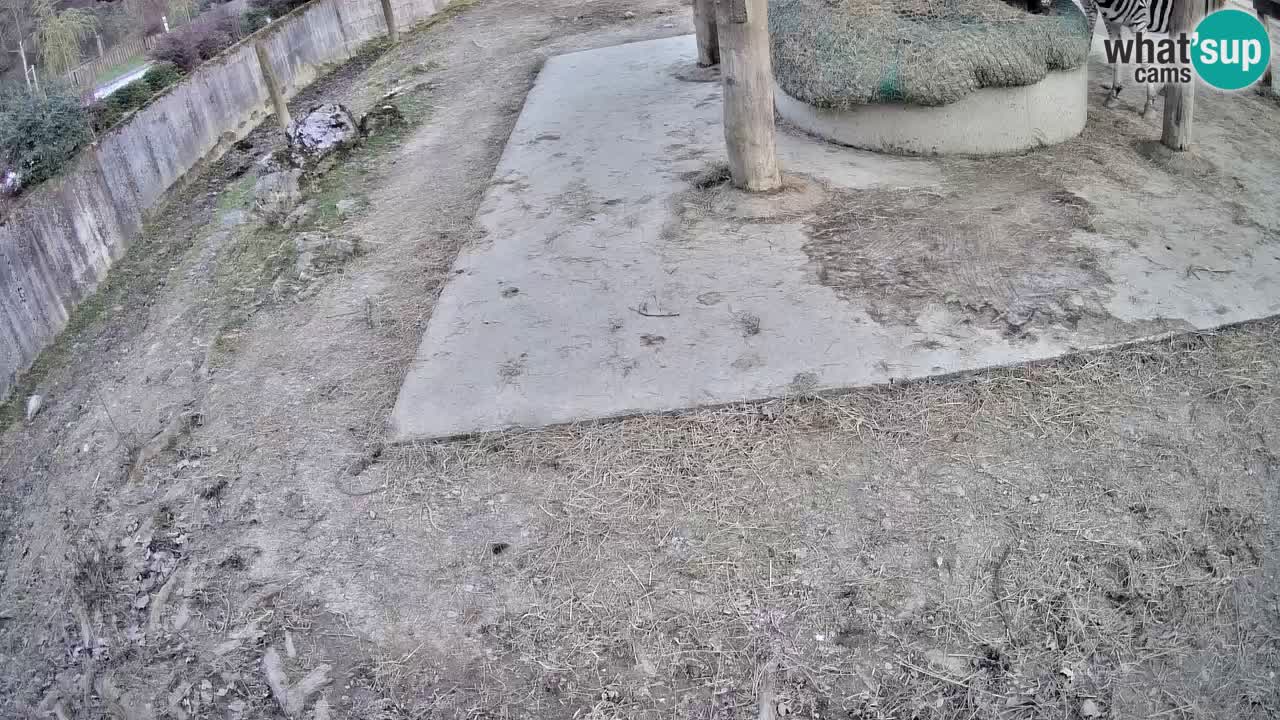 Live webcam Les zèbres in Ljubljana ZOO – Slovénie