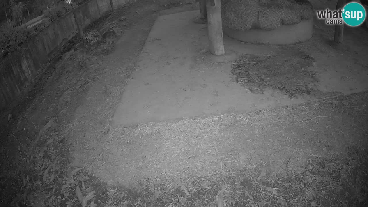 Le Zebre nello ZOO di Ljubljana – Slovenia Live webcam